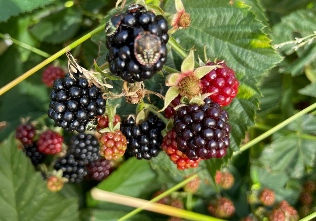 Medicinal Garden Diary Episode 1. How to Obtain A Yield With Compost